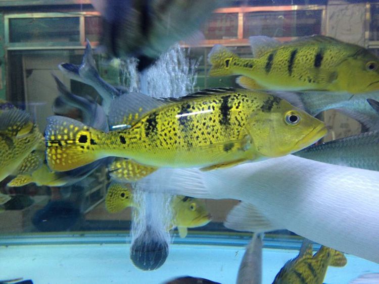 龍魚和虎魚會打架嗎為什么不吃食：龍魚和虎魚會打架嗎 龍魚百科 第3張