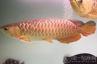 金龍魚小時(shí)候是什么顏色：金龍魚小時(shí)候的顏色變化金龍魚幼苗飼養(yǎng)方法學(xué)習(xí)網(wǎng)