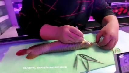 龍魚吊眼手術后會瞎么：關于龍魚掉眼手術的問題