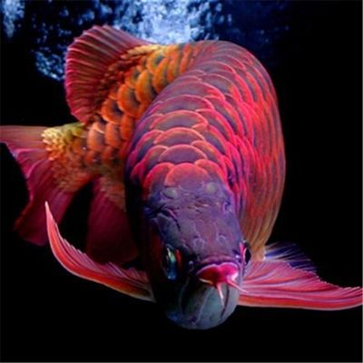 紅龍魚(yú)哪里的最好：關(guān)于紅龍魚(yú)的問(wèn)題