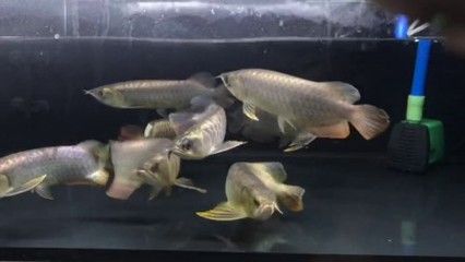 金龍魚活體在哪里買的到：金龍魚活體哪里有賣