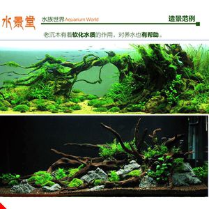 龍魚(yú)缸里放沉木有什么好處：魚(yú)缸放沉木有什么用