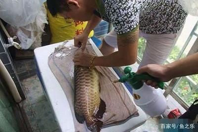 龍魚掉眼做手術(shù)了以后還會(huì)掉嗎視頻：龍魚掉眼怎么辦