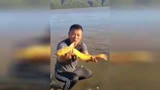 金龍魚能放生嗎視頻：關(guān)于金龍魚放生的問題 龍魚百科 第3張