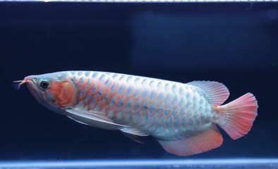 紅龍魚(yú)視頻看看：30篇紅龍魚(yú)視頻直播紅龍魚(yú)飼養(yǎng)方法紅龍魚(yú)視頻直播