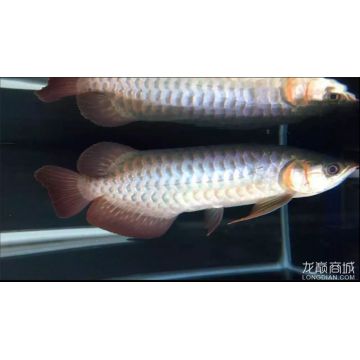 龍魚的芯片是什么：關(guān)于龍魚芯片的問題