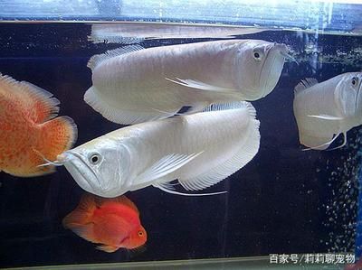 藍(lán)色龍魚價格多少錢一條?。核{(lán)色龍魚價格 龍魚百科 第3張