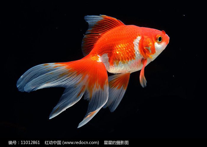 金魚能和龍魚一起養(yǎng)嗎：金魚和龍魚的飼養(yǎng)注意事項(xiàng)