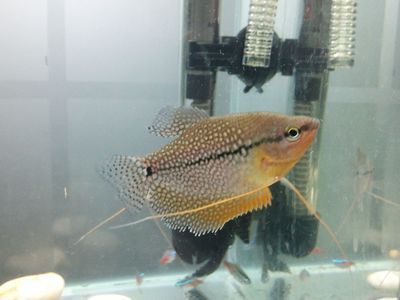 黃曼龍魚好養(yǎng)嗎：關(guān)于黃曼龍魚飼養(yǎng)的一些問題