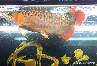 金龍魚每天需要多長時間燈光