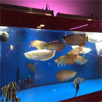 廣州龍魚之家水族館：廣州龍魚之家水族館怎么樣