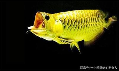 金色龍魚價格多少一條：金色龍魚價格多少錢一條 龍魚百科 第1張