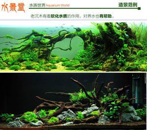 龍魚缸能放沉木嗎：魚缸里的沉木在魚缸里放沉木可以放沉木嗎龍魚缸的作用