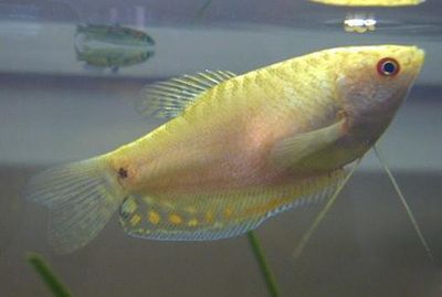 黃曼龍魚(yú)怎么繁殖：黃曼龍魚(yú)曼龍魚(yú)的繁殖方法黃曼龍魚(yú)繁殖方法