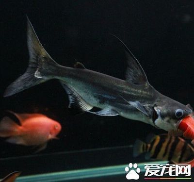 龍魚(yú)跟鯊魚(yú)混養(yǎng)會(huì)怎么樣：關(guān)于龍魚(yú)混養(yǎng)的問(wèn)題