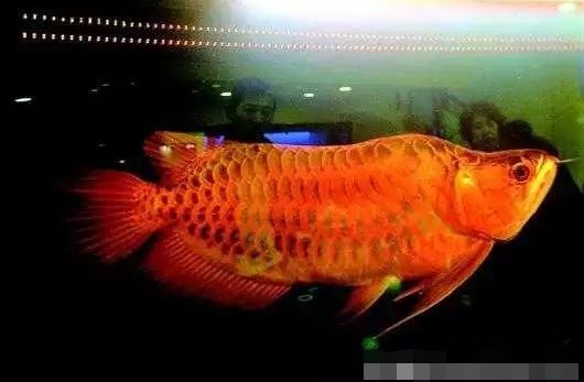 金龍魚(yú)魚(yú)鱗掉了怎么辦啊 龍魚(yú)百科 第1張