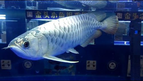 龍魚古典藍多少錢：龍魚價格怎么看