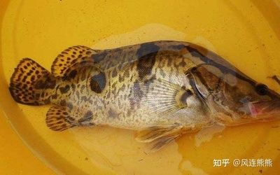 黃龍魚肉質(zhì)怎么樣?。狐S龍魚是一種備受人們喜愛的淡水短視頻，2023-09]