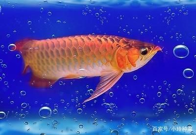 金龍魚夏天水溫多少合適：金龍魚養(yǎng)殖水溫多少度最合適