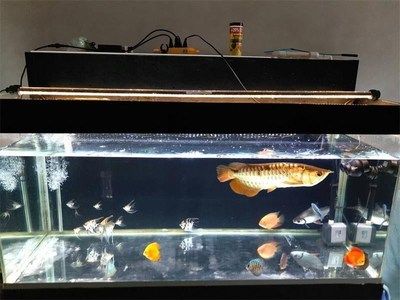 金龍魚臥缸的最好辦法：金龍魚臥缸治療方法 龍魚百科 第2張