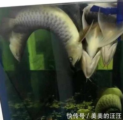 金龍魚(yú)停電能堅(jiān)持多久：金龍魚(yú)停電后如何處理