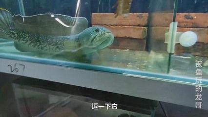 黑魚(yú) 魚(yú)缸 龍魚(yú)能長(zhǎng)多大：黑魚(yú)與魚(yú)缸的選擇對(duì)于龍魚(yú)的選擇，龍魚(yú)的飼養(yǎng)方法介紹 龍魚(yú)百科 第2張