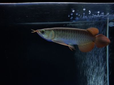 龍魚(yú)瘋狂撞缸呼吸急促：30篇龍魚(yú)撞缸呼吸急促視頻龍魚(yú)呼吸急促視頻龍魚(yú)呼吸急促 龍魚(yú)百科 第2張