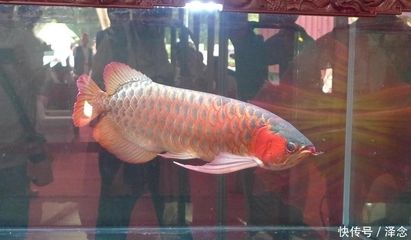 廣州龍魚比賽獎金：關(guān)于廣州龍魚比賽獎金情況，我們可以得知以下信息 龍魚百科 第1張