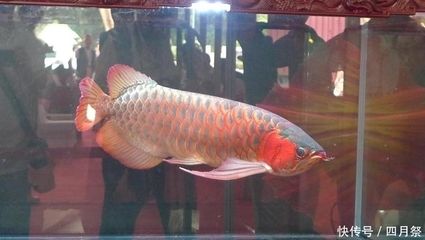 廣州龍魚比賽獎金：關(guān)于廣州龍魚比賽獎金情況，我們可以得知以下信息 龍魚百科 第2張