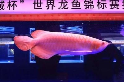 廣州龍魚比賽獎金：關(guān)于廣州龍魚比賽獎金情況，我們可以得知以下信息 龍魚百科 第3張