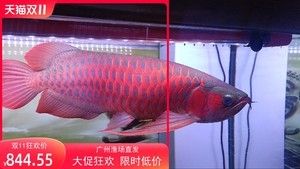 廣州紅龍魚魚苗批發(fā)市場在哪里：廣州紅龍魚魚苗批發(fā)市場