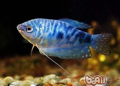 藍(lán)色的龍魚叫什么品種魚：藍(lán)底過背金龍魚