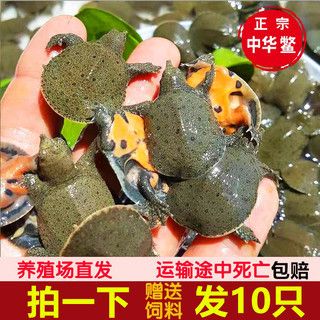 廣州龍魚養(yǎng)殖場排名榜：廣州龍魚養(yǎng)殖場哪家好