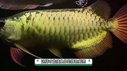 金龍魚淡水養(yǎng)還是海水養(yǎng)比較好：金龍魚是一種淡水魚，更適合在淡水環(huán)境中養(yǎng)殖 龍魚百科 第2張