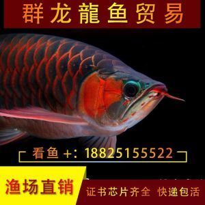 紅龍魚怎么看幾到鱗：如何挑選紅龍魚