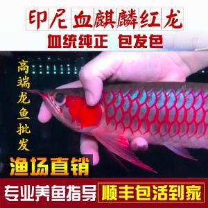 紅龍魚怎么看幾到鱗：如何挑選紅龍魚