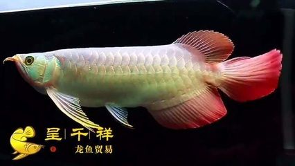 廣州紅龍魚批發(fā)市場價(jià)格多少錢：廣州紅龍魚批發(fā)市場價(jià)格