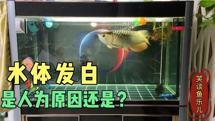 龍魚缸換水后水體發(fā)白怎么回事：魚缸換水后水體發(fā)白可能是由于多種原因造成的