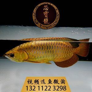 金龍魚活體在哪里買：金龍魚活體養(yǎng)殖方式 龍魚百科 第1張