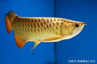 金龍魚甩頭是什么原因：關(guān)于金龍魚甩頭的問題