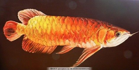 金龍魚褪色：金龍魚褪色原因：金龍魚褪色的原因是什么原因?qū)е碌? title=