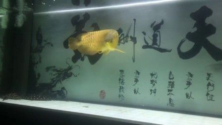 黃化龍魚(yú)視頻：黃化龍魚(yú)——比白化龍魚(yú)更稀少的黃化龍魚(yú)