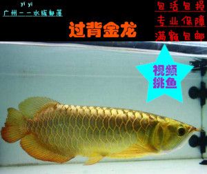 金龍魚(yú)小魚(yú)苗怎么養(yǎng)：金龍魚(yú)小魚(yú)苗養(yǎng)殖技術(shù) 龍魚(yú)百科 第1張