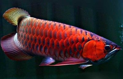 紅龍魚價格多少錢一只?。杭t龍魚價格多少錢一條 龍魚百科 第3張