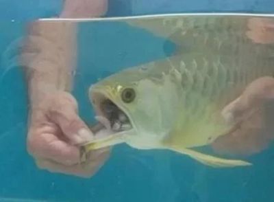 金龍魚幼魚怎么挑選視頻：如何挑選一條真正的金龍魚 龍魚百科 第3張