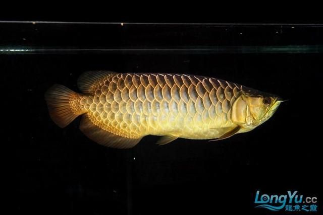 過(guò)背金龍魚(yú)過(guò)背是什么意思啊：過(guò)背金龍魚(yú)的過(guò)背特征