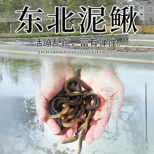 龍魚翻白肚但是沒死：龍魚翻白肚怎么辦？ 龍魚百科 第2張