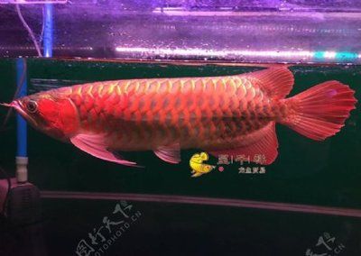 紅龍魚有名的漁場(chǎng)有哪些品種魚：紅龍魚市場(chǎng)趨勢(shì)