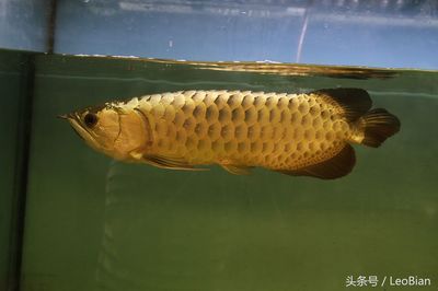 金龍魚金質不重怎么辦呀：金龍魚的飼養(yǎng)技術