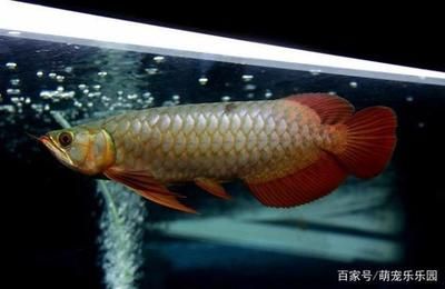 龍魚跟龍魚打架怎么辦：龍魚打架怎么辦